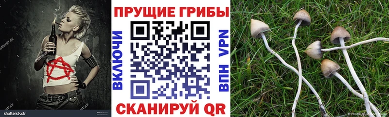 Псилоцибиновые грибы прущие грибы  omg как войти  Подольск 